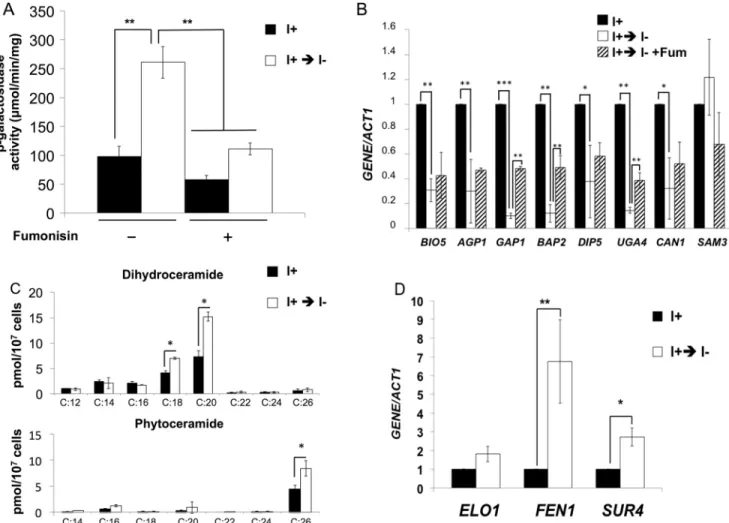 FIGURE 8. Model; VPA induces the UPR pathway by increasing intracellu- intracellu-lar ceramide levels