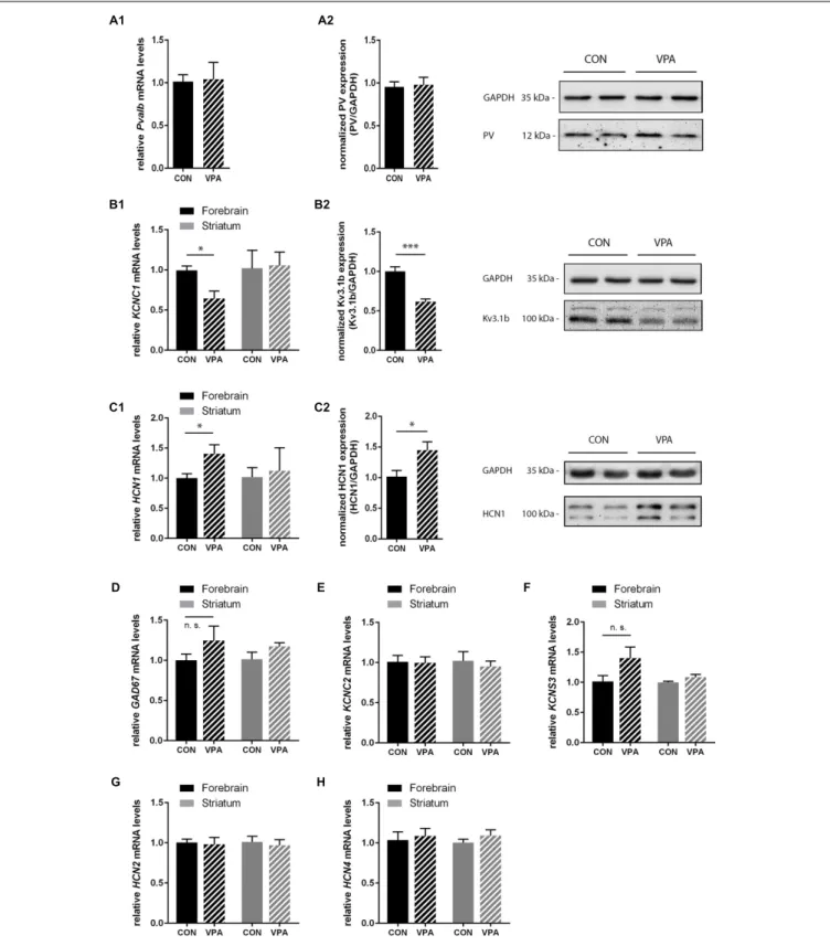 FIGURE 5 | qRT-PCR values from PND25 mice representing mRNA levels for (A1) Pvalb, (B1) Kcnc1, (C1) Hcn1, (D) Gad67, (E) Kcnc2, (F) Kcns3, (G) Hcn2, and (H) Hcn4 were normalized to 18S or Ubc mRNA levels and expressed as fold change compared to CON (N = 5 