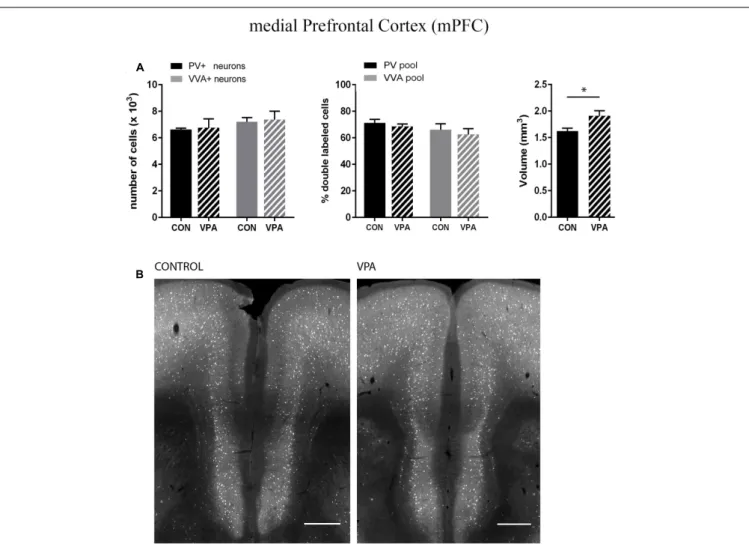 FIGURE 4 | (A) Left: Stereological estimations of PV + (black) and VVA + (gray) cells in the mPFC of PND25 in utero saline (CON) or VPA treated male mice (N = 5 each)