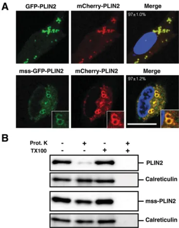 Fig. 7. ER luminal PLIN2 localizes to lipid droplets in mammalian cells.