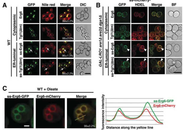 Fig. 1. Yeast endogenous lipid droplet proteins containing an ER signal sequence localize to lipid droplets