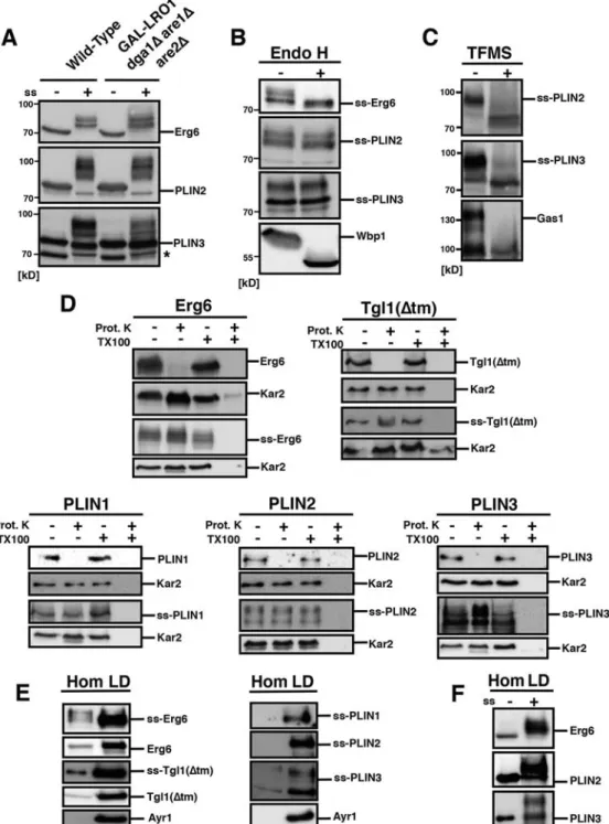 Fig. 3. Signal-sequence-containing lipid droplet marker proteins are glycosylated, protected from digestion by proteinase K and enriched on lipid droplets