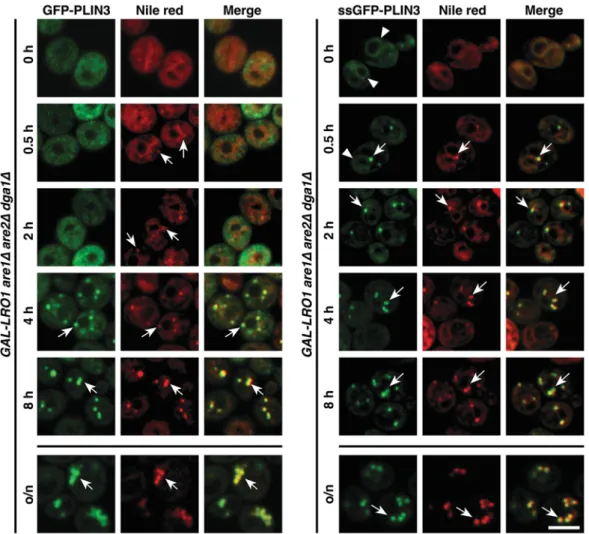 Fig. 4. Both cytosolic and ER luminal versions of PLIN3 localize to newly formed lipid droplets