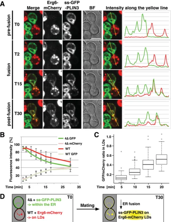 Fig. 5. ER luminal PLIN3 localizes to pre-existing lipid droplets in a yeast mating assay