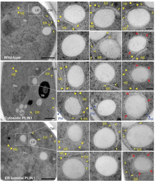 Fig. 6. Expression of ER luminal PLIN1 does not affect the morphology and ER association of lipid droplets