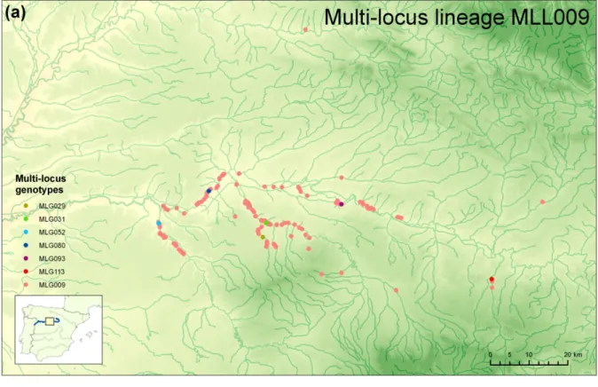 Figure S2 Geographic distribution of ramets for clones MLL009 (a) and MLL006 (b). 