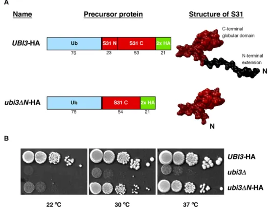 Figure 1. Growth phenotype of the ubi3 Δ N mutant. (A) Schematic representation of the yeast ubiquitin-S31 fusion proteins present in the UBI3-HA and ubi3 Δ N-HA strains