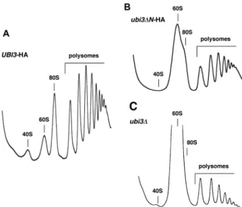 Figure 2. The ubi3 Δ N mutation leads to a deficit in 40S r-subunits. Strains TLY56.D3 (UBI3-HA) (A), TLY63.A3 (ubi3 Δ N-HA) (B) and TLY12.1A (ubi3 Δ ) (C) were grown in YPD at 22 ◦ C to an OD 600 of 0.8