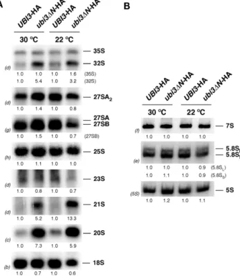 Figure 3. The 20S pre-rRNA accumulates in the ubi3 Δ N mutant. Strains TLY56.D3 (UBI3-HA) and TLY63.A3 (ubi3 Δ N-HA) were grown in YPD medium at 30 or 22 ◦ C to an OD 600 of 0.8