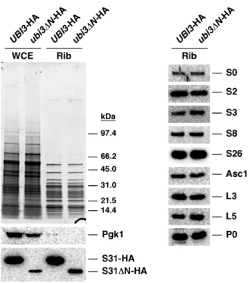 Figure 5. S31  N protein is incorporated into translating polyribosomes.