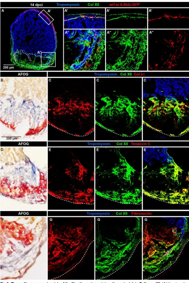 Fig 5. The multi-component matrix of the fibrotic post-cryoinjury tissue is rich in Collagen XII