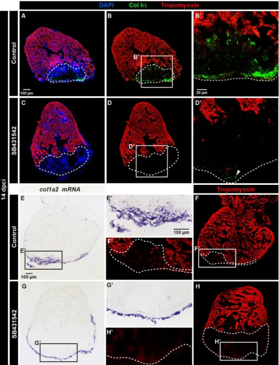 Fig 8. The upregulation of fibrillar Collagen Iα in the post-cryoinjured area is induced by TGF-β signaling