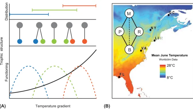 Figure 1. Conceptual context of the study. (A) Along a temperature gradient (blue being the coldest and orange the warmest), species with  diﬀerent niche requirements will occupy diﬀerent positions (as indicated by the horizontal lines, top panel)