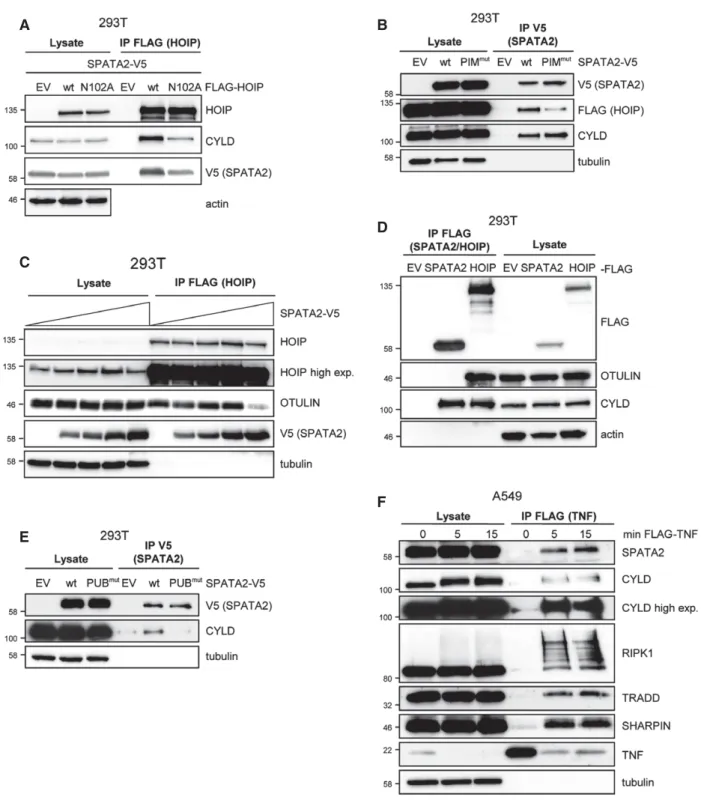 Figure 2 . Interaction of HOIP and SPATA 2 and recruitment of SPATA 2 to the TNF-RSC.