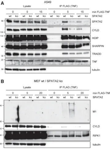 Figure 3 . SPATA 2 -dependent recruitment of CYLD to the TNF-RSC.