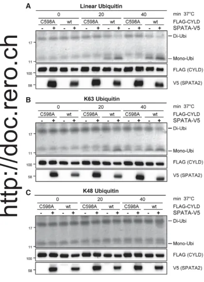 Figure 4 . SPATA 2 promotes CYLD DUB activity.