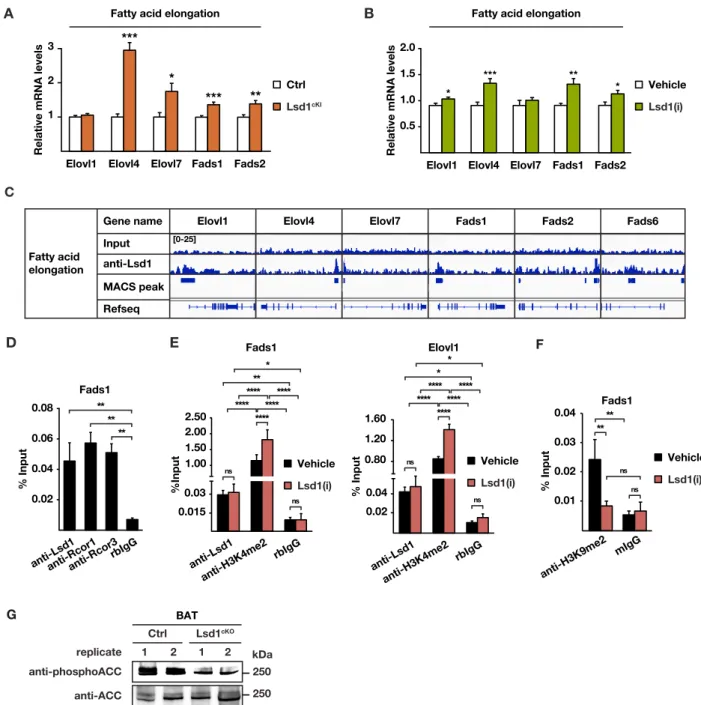 Figure S5 (related to Figure 5). Lsd1 limits fat accumulation in BAT. 