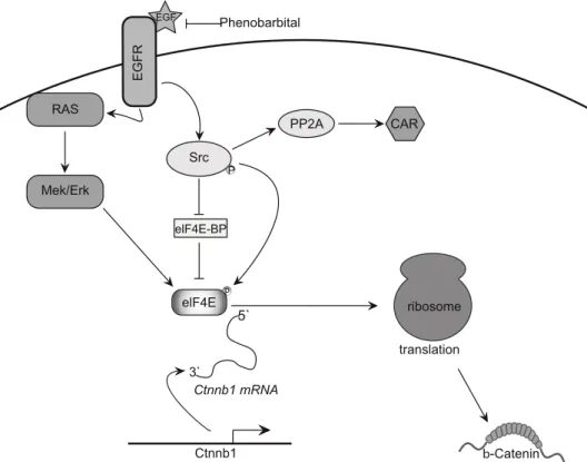 Fig. 7. Schematic representation of putative PB-induced changes in cellular signaling based on the results from the present study and based on previously published results on important players in EGFR- and CAR-dependent effects as well as in the regulation