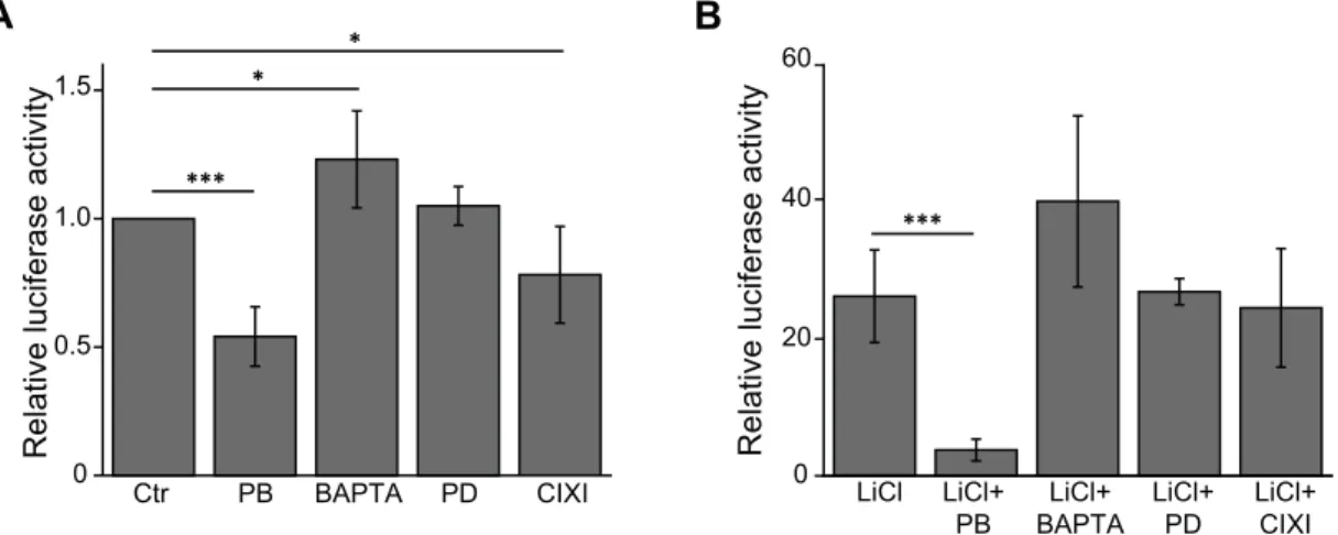 Fig. 3. Inhibition of Wnt/ b -catenin signaling in 70.4 cells treated with 3 mM PB for 24 h (A) Luciferase activities from the 8 x b -catenin/TCF-driven Supertopﬂash (STF) reporter vector are increased by treatment with the proteasome inhibitors MG132 (1 m