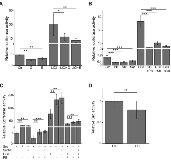 Fig. 5. The inhibitory effect of PB on b -catenin signaling is mediated via EGFR and Src kinase, as measured after 24 h of incubation in 70.4 cells by use of the 8 x b -catenin/TCF- -catenin/TCF-driven Supertopﬂash (STF) reporter vector or a Src family kin