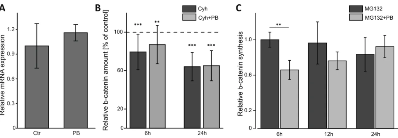 Fig. 6. Altered de novo synthesis of b -catenin is involved in the inhibition of b -catenin signaling by PB in 70.4 cells