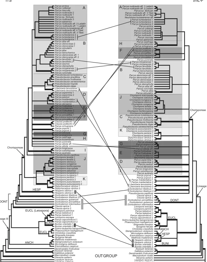 Fig. 3 Topology of ITS and trnL-F based trees showing grouping within the Chorisporeae and among tribes of lineage III