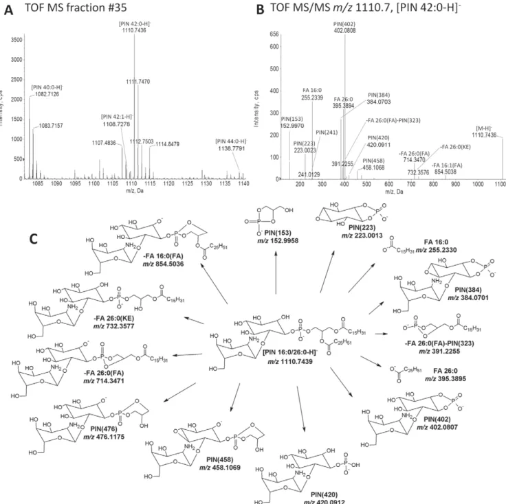 Figure 6. Structural characterization of PIN species. (A) TOF MS spectrum of PIN species recovered in fraction #35