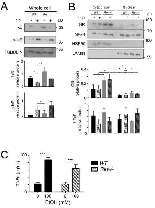 Figure S2 Rev-erbα does not affect TNF-α production in primary cultured hepatocytes in  absence of dexamethasone