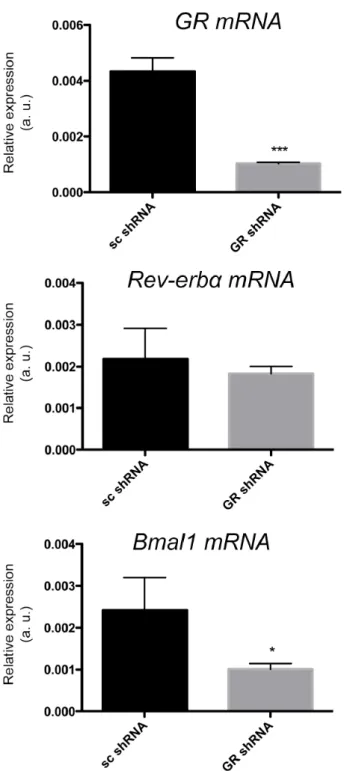 Figure S3. GR affects Rev-erbα target gene at mRNA level. 