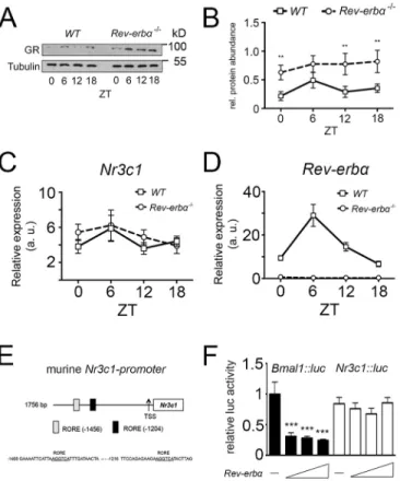 Fig. 1. GR protein, but not mRNA, is highly expressed in Rev-Erbα −/− mice.