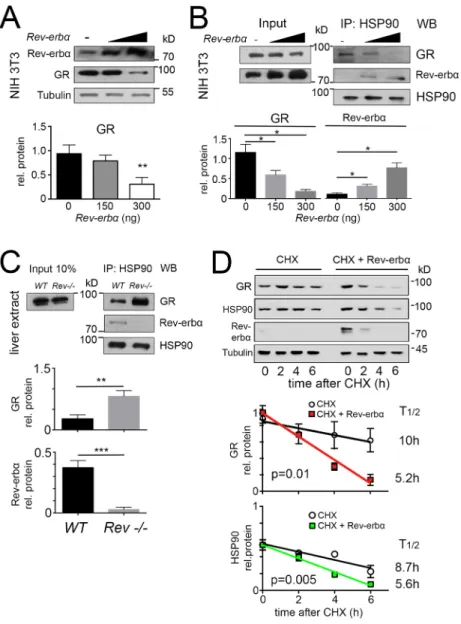 Fig. 2. REV-ERB α and GR compete with each other for binding to HSP90, resulting in the destabilization of GR protein