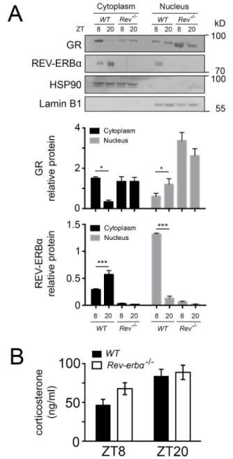 Fig. 6. Diurnal interaction of GR and REV-ERB α with HSP90 in liver and sites of interaction on HSP90