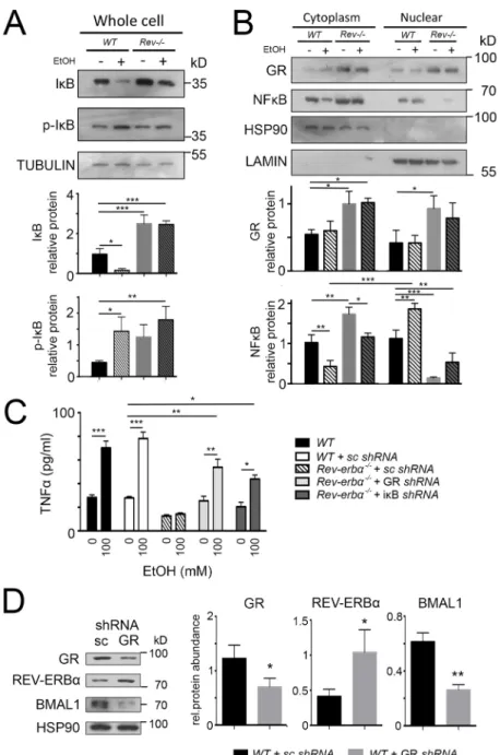 Fig. 7. REV-ERB α and GR affect target genes of each other in primary cultured hepatocytes