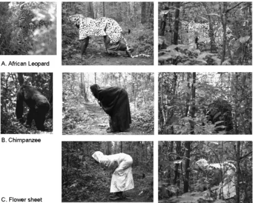 Figure 3. (A) African forest leopard in its natural environment, followed by two pho- pho-tographs of the leopard model used in this study