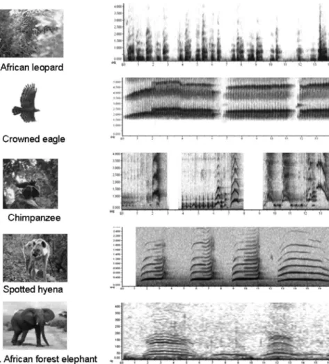 Figure 2. Spectrographic representations of the playback stimuli used in this study. (A) 14 s of leopard growls, (B) 14 s of crowned eagle shrieks, (C) 14 s of chimpanzee pant hoots, (D) 16 s of hyena howls and (E) 16 s of elephant rumbles