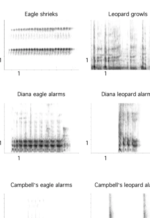 Fig. 1. Spectrographic representations of 5-s time slices of the six playback stimuli (vocal- (vocal-isations of a crowned eagle and leopard, male Diana and Campbell’s monkey alarm calls to eagles and leopards): x-axis denotes time (s), y-axis denotes freq