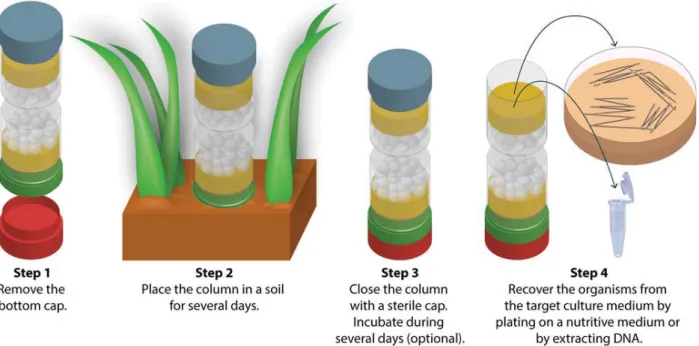 Figure 2. Description of the steps involved in the use of fungal highway columns. In step 2, soil can be replaced by a culture of microorganisms on solid medium or any other substrate.
