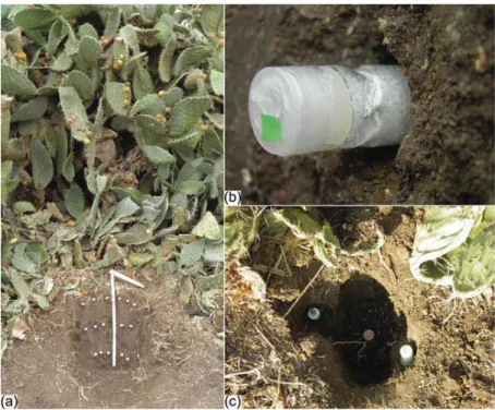 Figure 4. Fungal highway columns in soils under Opuntia ficus-indica. (a) Columns placed at various depths in the soil