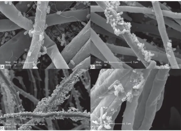 Figure 6. SEM images of bacteria moving along fungal hyphae. (a) Stenotrophomonas maltophilia on hyphae of Fusarium oxysporum; (b) Ochrobactrum sp