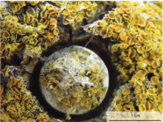 Figure S1. Lichen on an Opuntia ficus-indica paddle. This image shows the place were a  column was placed, just after its removal