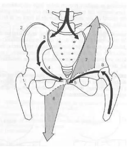 Figure 3. Forces de cisaillement au niveau  du pubis. Tiré de Miranda de Larra y  Arnaiz, I