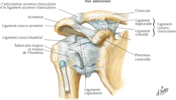 Figure 1: les ligaments de l'épaule, vue antérieure (Cleland &amp; Koppenhaver, 2012) 