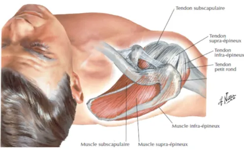 Figure 2: les muscles de la coiffe des rotateurs (Cleland &amp; Koppenhaver, 2012) 