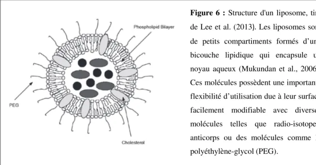 Figure 6 : Structure d'un liposome, tiré  de Lee et al. (2013) .  Les liposomes sont  de  petits  compartiments  formés  d’une  bicouche  lipidique  qui  encapsule  un  noyau  aqueux  (Mukundan  et  al.,  2006)
