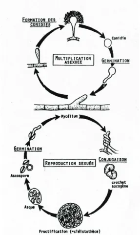 Abb.  6.  Reproduktionszyklus  vom  Schimmelpilz  der  Gattung  Ascomyceten.  Die    sexuelle  oder  asexuelle  Reproduktion  beginnt  beim  Myzel