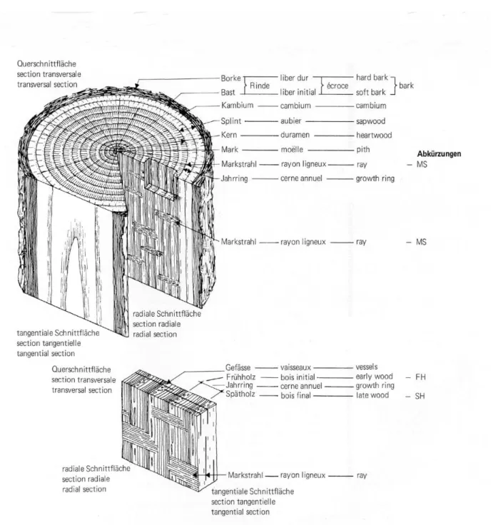 Abb. 10. Makroskopische Merkmale von Holz nach SCHWEINGRUBER (1990) 