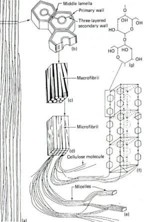 Figure 5: Detailed structure of cellulose. (a) strand of fiber cells; (b) cross- cross-section of fiber cells showing layering; (c) fragment from middle layer of 