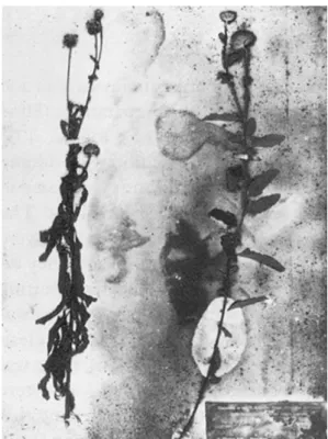 Figure 1 : taches gris noir sur une planche d’herbier. 