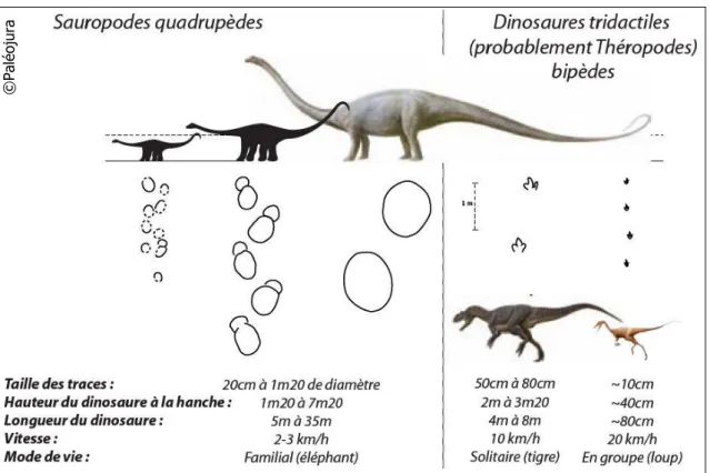 Figure 2 : Descriptions des types de dinosaures dont les traces ont été découvertes en Ajoie