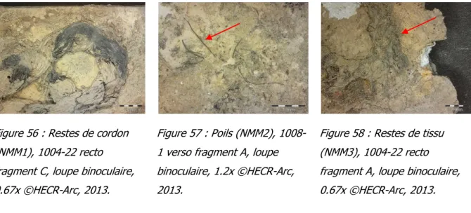 Figure 56 : Restes de cordon  (NMM1), 1004-22 recto  fragment C, loupe binoculaire,  0.67x ©HECR-Arc, 2013